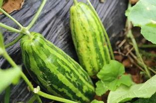 银湖吃瓜的意思,揭秘“银湖吃瓜”现象背后的网络文化现象