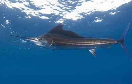 孕妇可以吃八瓜鱼,孕妇可安心享用的八瓜鱼佳肴