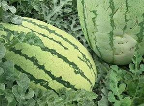 佛山丑瓜怎么吃