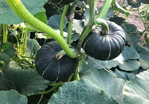 瓜姐吃瓜,揭秘娱乐圈那些不为人知的幕后故事